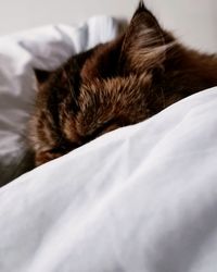 Close-up of cat sleeping on bed