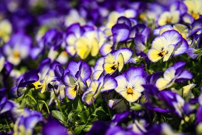 Close-up of purple flowering plants