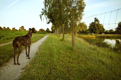 Panoramic view of horse on field against sky