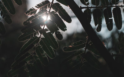 Low angle view of sunlight streaming through tree