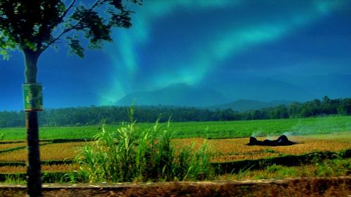 Scenic view of agricultural field against sky