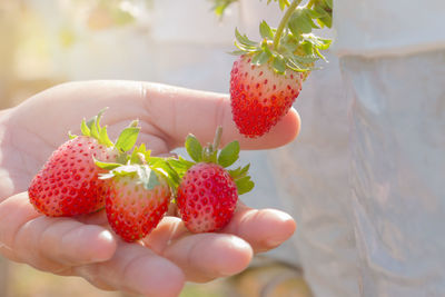 Close-up of hand holding strawberries