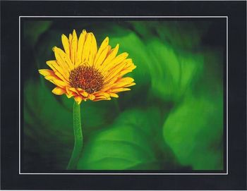 Close-up of yellow flower