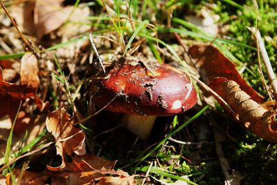 Close-up of fly agaric mushroom on field