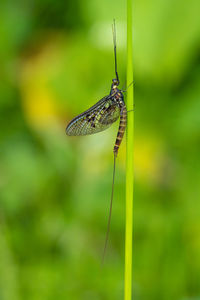 Close-up of insect on grass