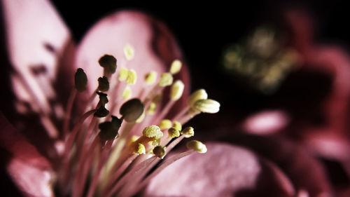 Close-up of pink cherry blossom