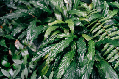 Close-up of plants