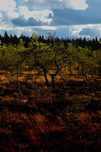 Trees on field against sky