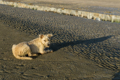 High angle view of crocodile on beach