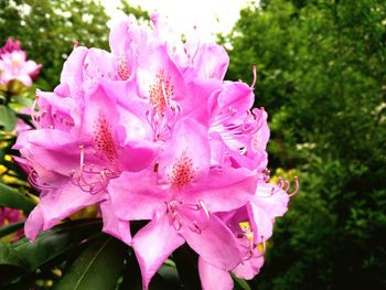 Close-up of pink flower