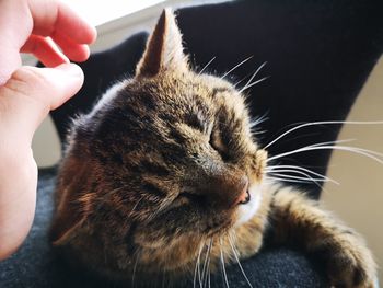 Close-up of hand holding cat