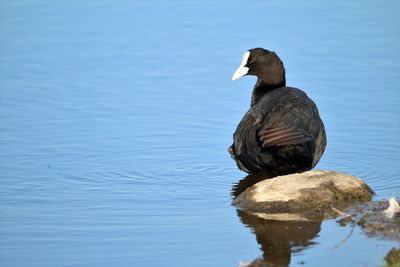 Coot close up. sitting on a stone near blue water, looking at the camara with its red eye.
