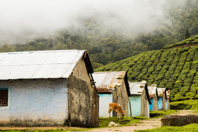 Houses in a village