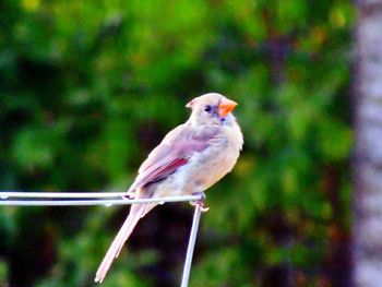 Close-up of bird perching on branch