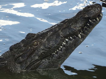 Close-up of crocodile in lake