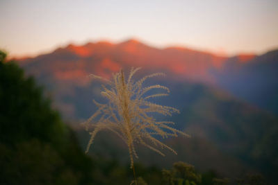 Close-up of plant against sky at sunset