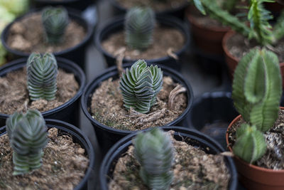 High angle view of potted plants