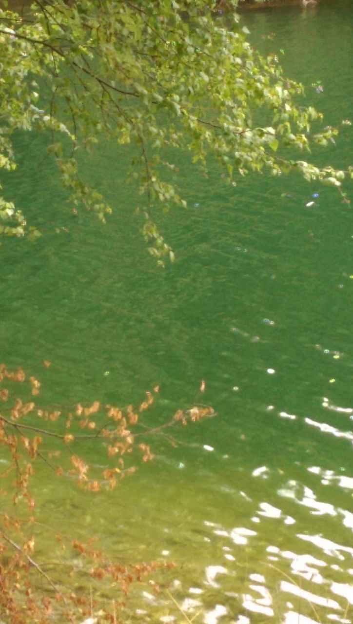 water, nature, waterfront, high angle view, no people, day, swimming, reflection, floating on water, lake, green color, outdoors, animal themes, beauty in nature, leaf, lily pad, close-up