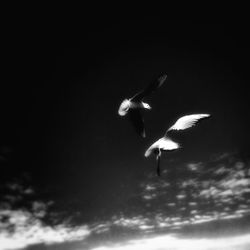 Low angle view of bird flying against sky