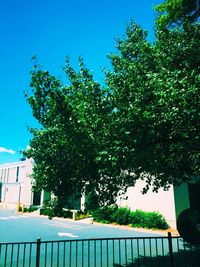 Trees against blue sky