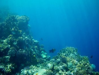 Beautiful tropical fish, marsa alam, egypt