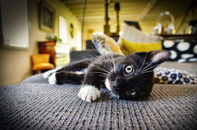 Portrait of cat relaxing at home