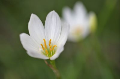 Close-up of white daisy flower