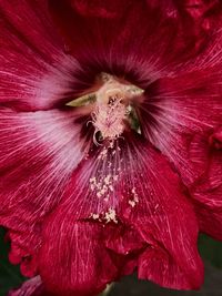 Close-up of fresh pink hibiscus blooming outdoors