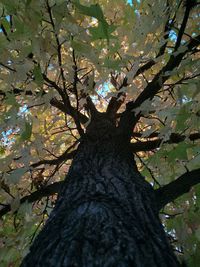 Low angle view of flower tree