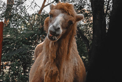 Horse in a forest