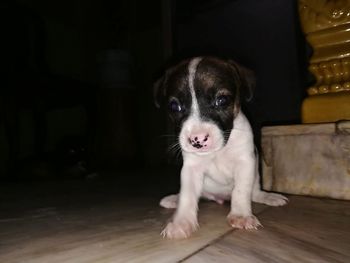 Portrait of cute puppy at home