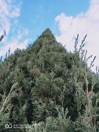 Low angle view of pine tree against sky