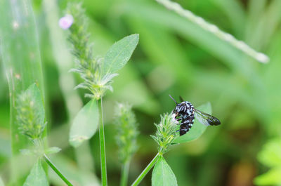 Close-up of insect on leaf