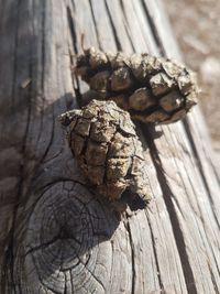 Close-up of pine cone on wood