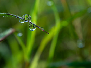 Close-up of wet plant during rainy season