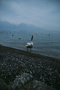 Seagulls on beach