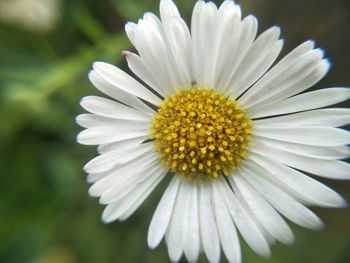 Close-up of white flower blooming outdoors