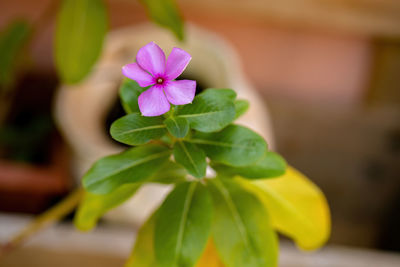 Close-up of pink flowering plant