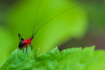 Close-up of insect on leaf