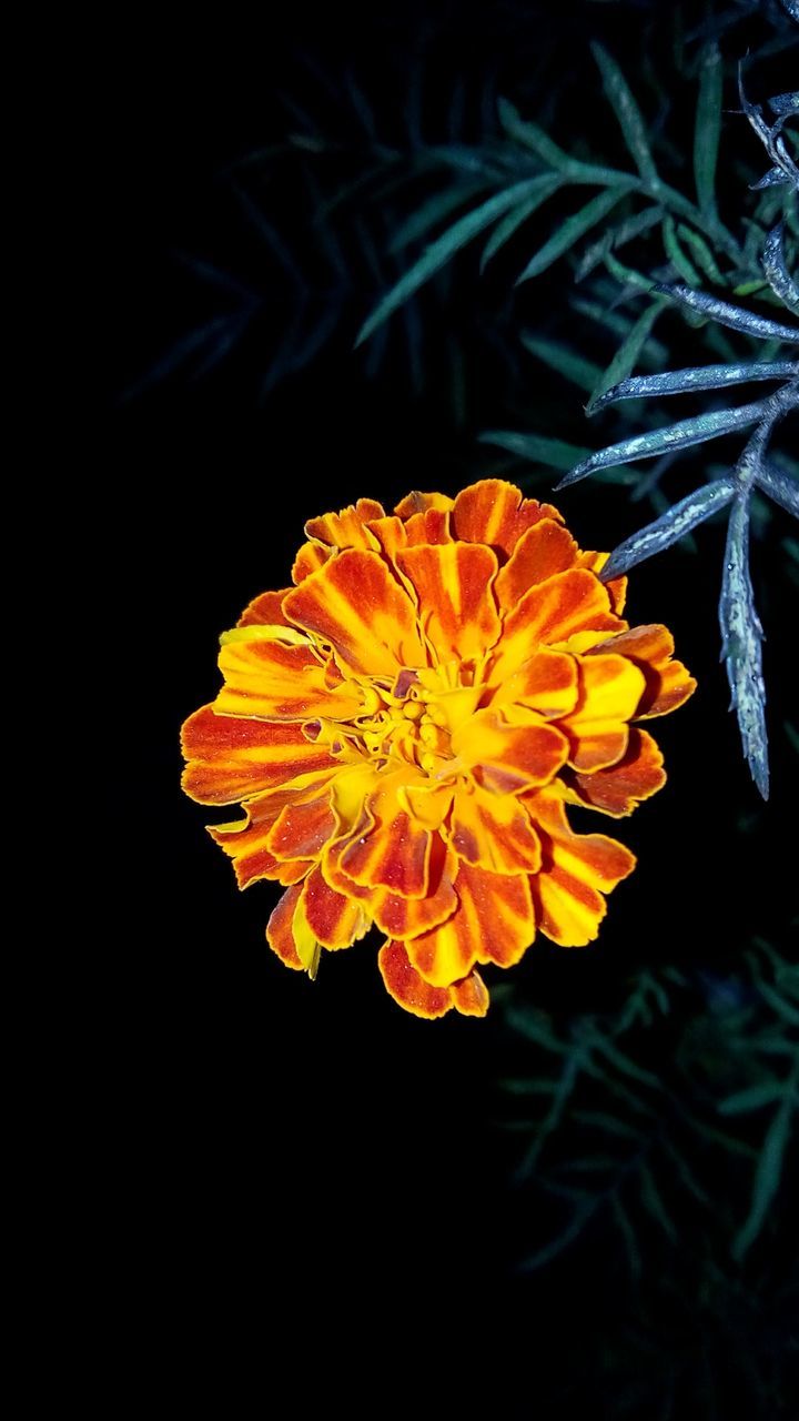 flower, petal, flower head, fragility, freshness, beauty in nature, single flower, close-up, growth, yellow, nature, blooming, studio shot, black background, in bloom, plant, orange color, blossom, no people, botany