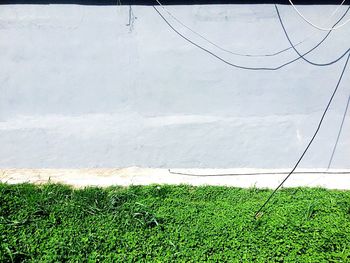 Scenic view of grassy field