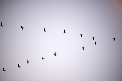 Low angle view of birds flying in the sky