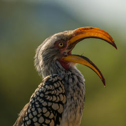 Close-up of a bird