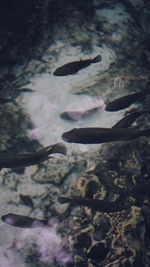 Fish swimming in sea