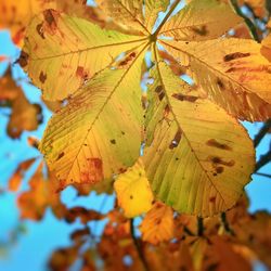 Close-up of leaves on tree