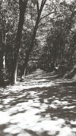 Trees in park