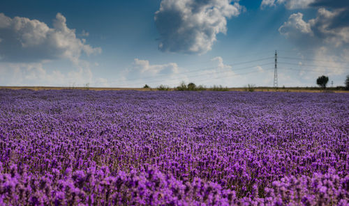 Purple flowering plants on field against sky