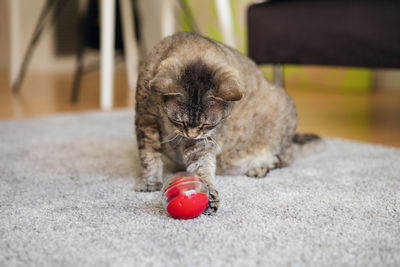 Close-up of cat sitting on floor