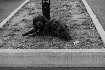 Portrait of dog relaxing on floor