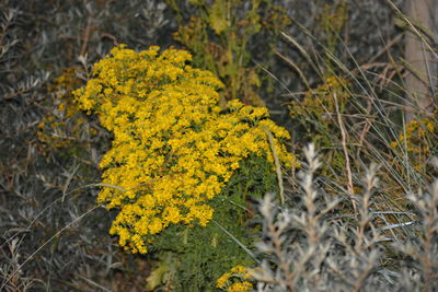 Close-up of yellow flowers in field